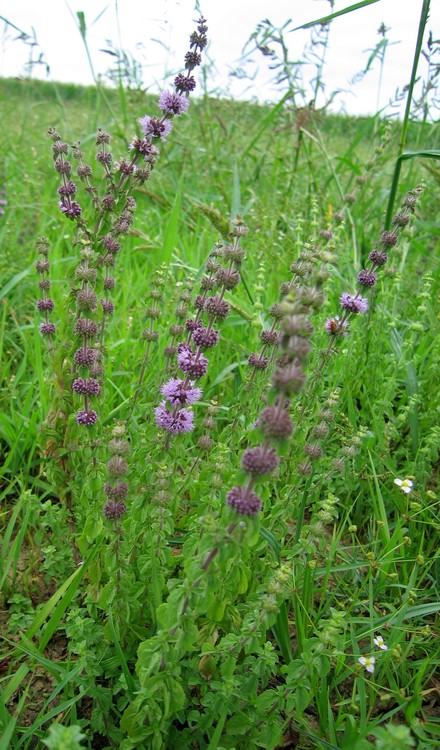 Mentha pulegium